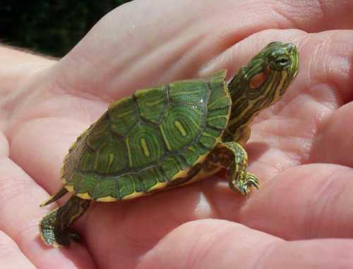 Красноухие черепахи: особенности ухода в домашних